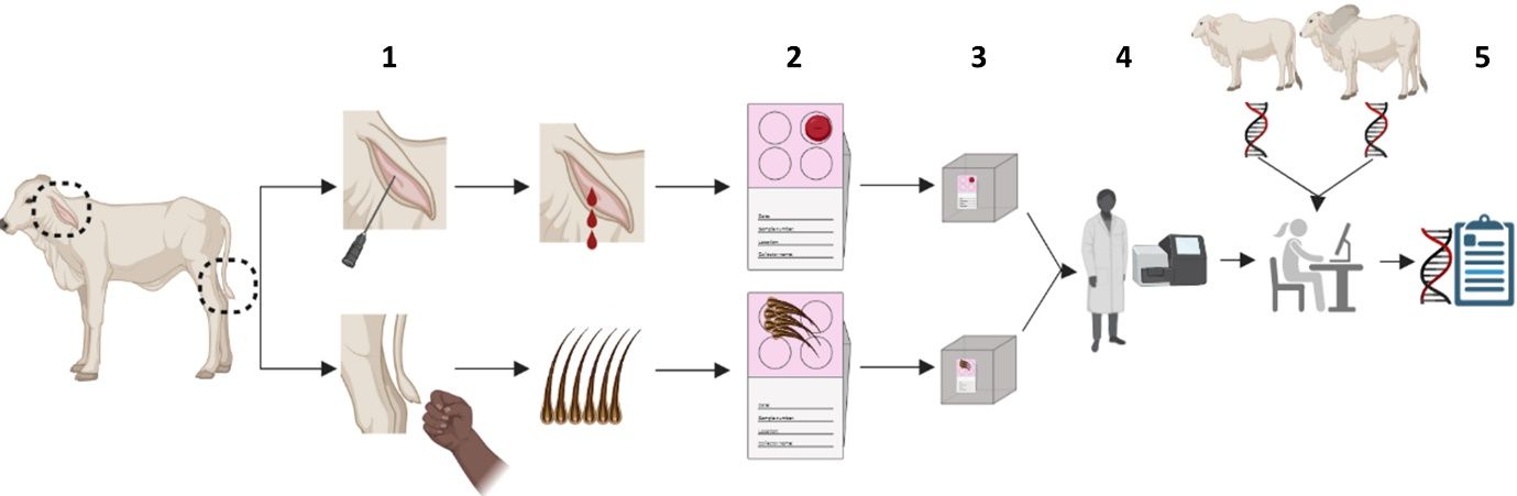 Schematic sample collection using blood or tail hair for parent verification. Details are provided in the main text. 