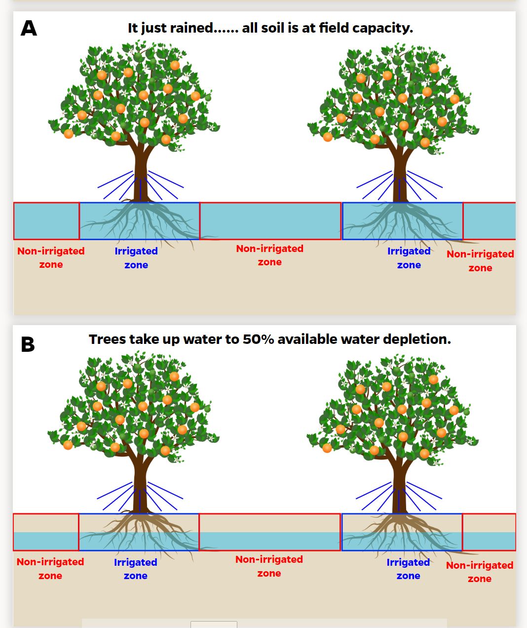 (A) The citrus grove at field capacity soil water content (time = 0) (top). (B) The citrus grove several days later, after half of the available water has been removed from the root zone. Note that water extraction has occurred from both the irrigated and nonirrigated zones (bottom).