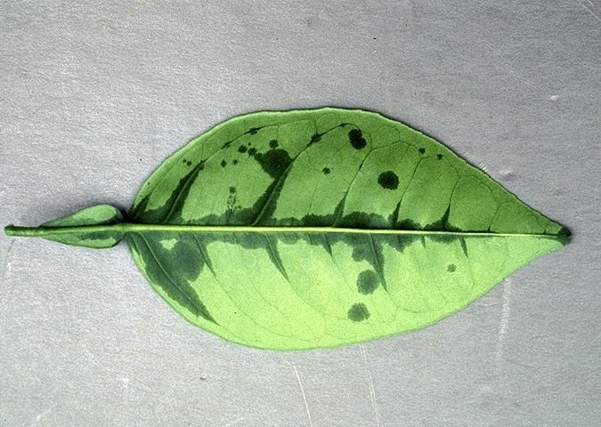 Figure 1. Leaf.