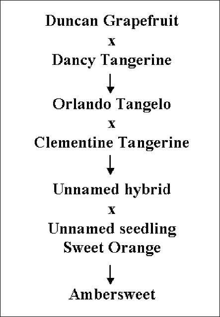 Figure 2. Crossbreeding history of Ambersweet.