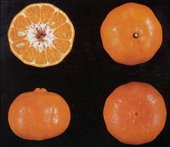Figure 1. Dancy tangerine.