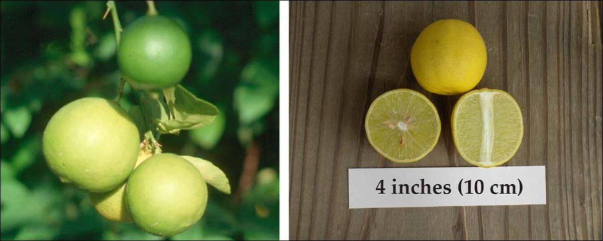 Figure 2. Picture of Key lime fruit.