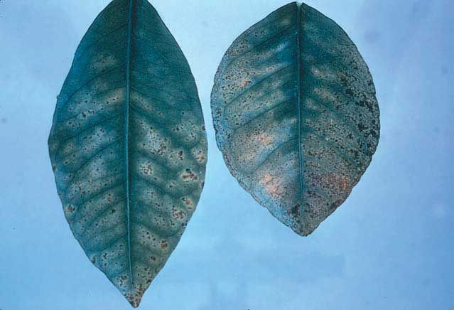 Figure 13. Boron toxicity (Gumming on underside of leaf.)