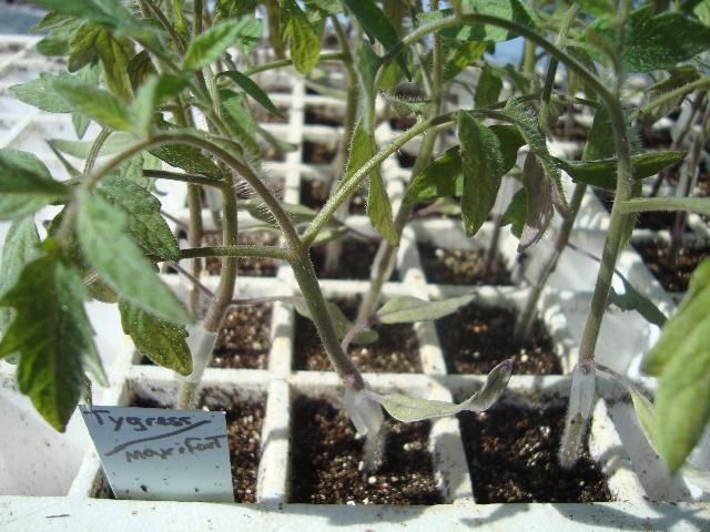 Figure 37. Grafted tomato plants: Tygress on Maxifort rootstock