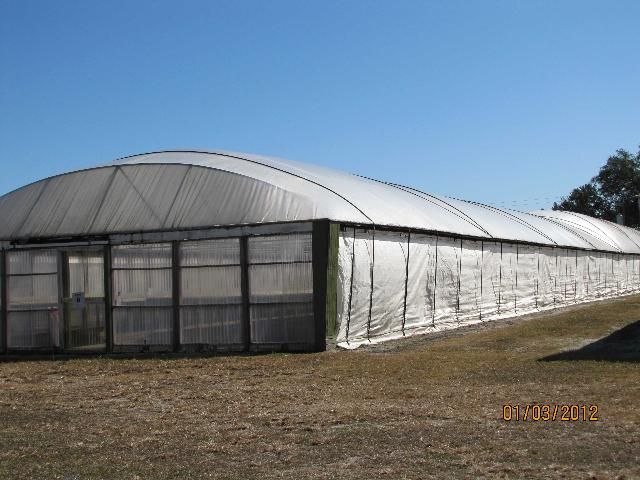 Figure 3. Quonset-style plastic-covered transplant house with sides down for cold protection