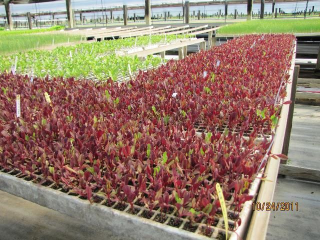 Figure 35. Small mixed lots of organic lettuce transplants