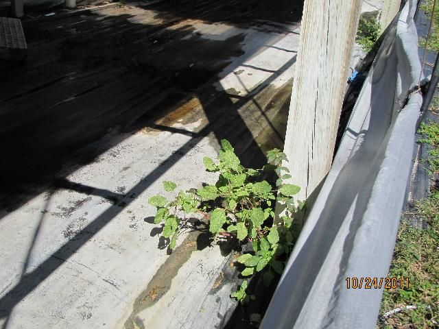 Figure 33. Weeds growing in a neglected area of the floor under a bench