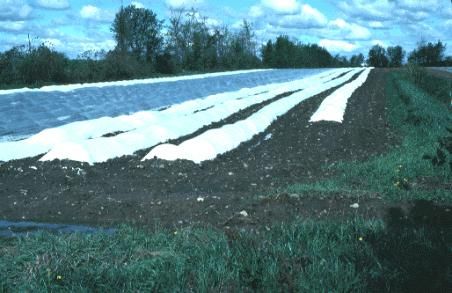 Figure 1. Clear polythylene and white polypropylene wire hoop supported low tunnels for early vegetables.