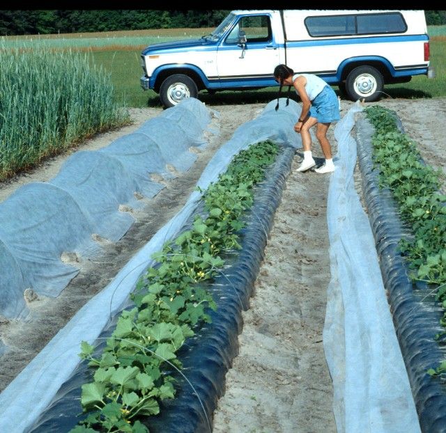 Figure 10. Row tunnels used in conjunction with plastic mulch for early cantaloupe production in North Florida.