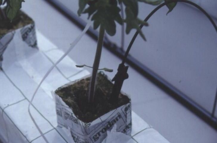 Figure 2. Young tomato plant growing in a small rockwool block placed on a rockwool slab