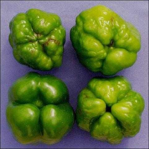 Figure 3. Virus symptoms on green pepper fruit (fruit from non-infected plant shown at bottom left for comparison).
