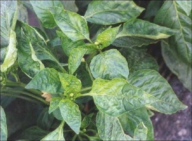 Figure 1. Leaf mottling on pepper plants caused by PMMoV.