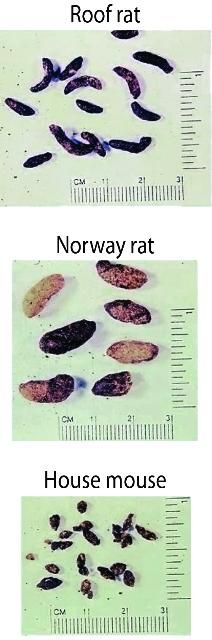 Figure 2. Droppings of roof rat (½, left), Norway rat (3/4, middle) and house mouse (1/8, right).