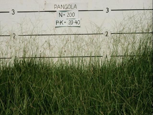 Figure 1. Pangola digitgrass, growing in south Florida.