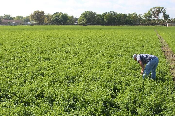 Figure 6. Commercial alfalfa field showing spring growth (March) in central Florida.