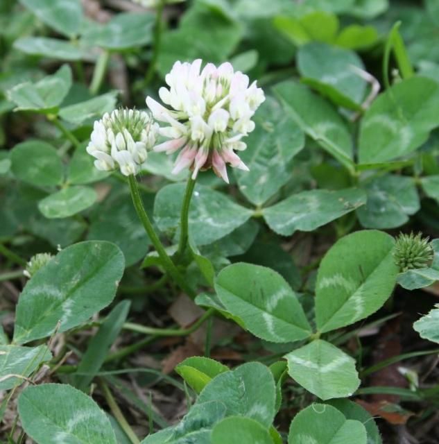 Figure 2. White clover flower and leaf detail.