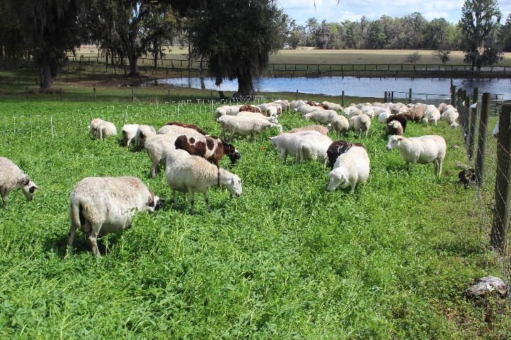 Figure 5. Berseem clover pasture strip-grazed by sheep in Central Florida.