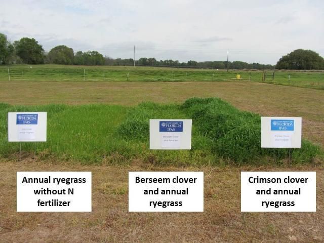 Figure 8. Annual ryegrass and cool-season legume mixtures contrasted with annual ryegrass without N fertilizer in early April in North Florida.
