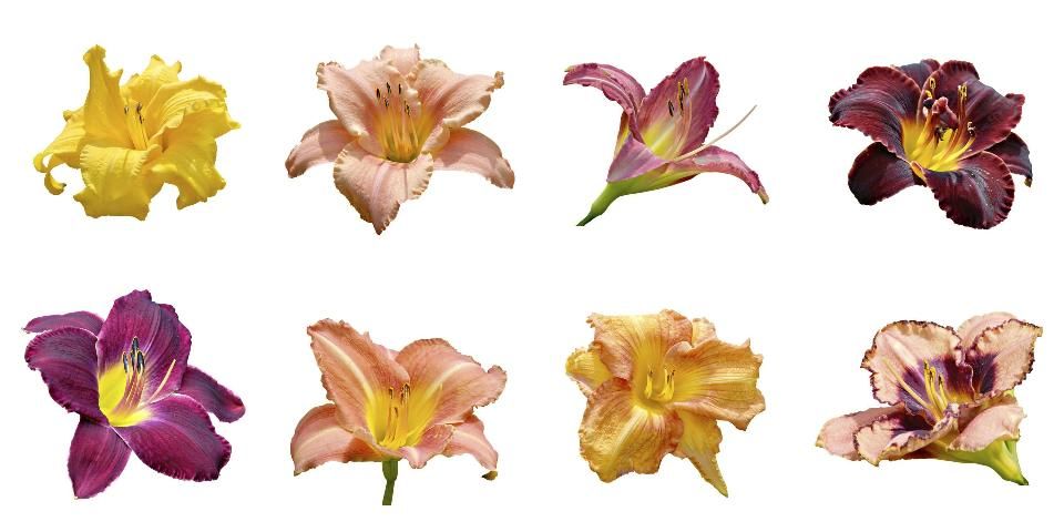 Figure 2. Daylilies can be found in a multitude of colors and forms.