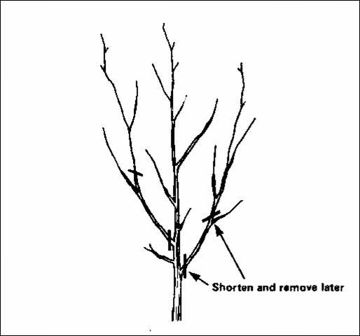 Figure 4. Trim lower lateral branches gradually over time to encourage a larger trunk diameter.