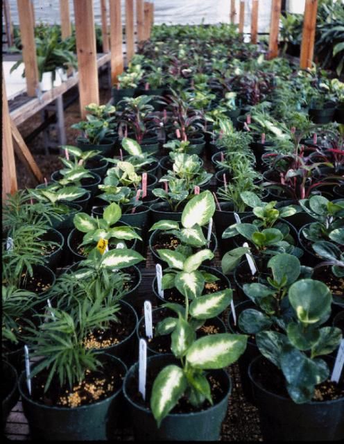 Figure 1. Compost-formulated substrates for producing different foliage plants in a shaded greenhouse.