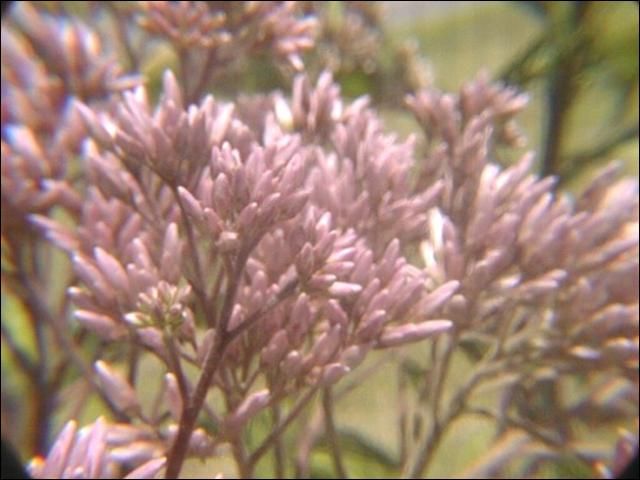 Figure 4. Joe-Pye weed is marketable when at least one panicle of flowers has rosy purple, elongated flower buds.