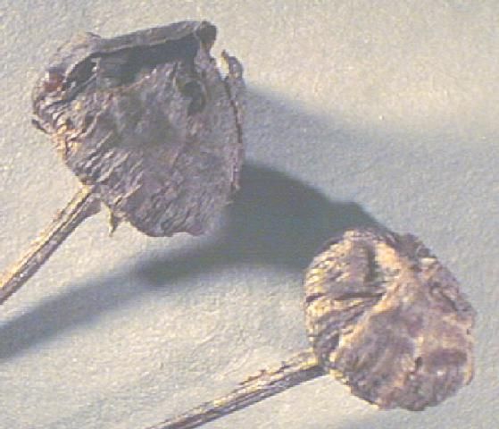 Figure 6. Close up of mature Leavenworth's coreopsis seed head.