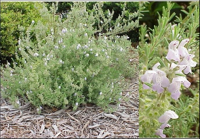 Figure 1. False rosemary (Conradina canescens) shoot and flower detail and entire plant growing in a non-irrigated Florida landscape.