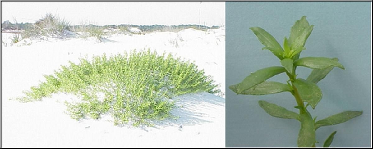 Figure 1. Seacoast marshelder (Iva imbricata) spring foliage detail and entire plant growing in a fore-dune position.