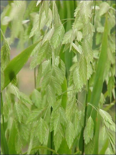 Mountain oats seedheads.