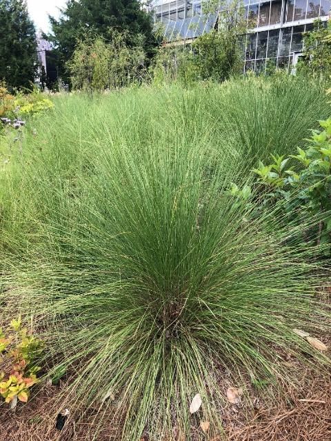 Muhly grass showing summer appearance of clumping growth form.
