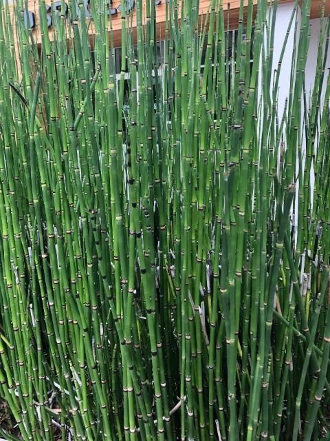 Foliage detail for scouring horsetail showing segmented leaves.