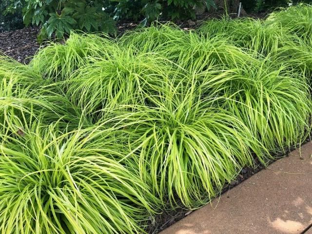 Evercolor Sedge showing massing as a ground cover.