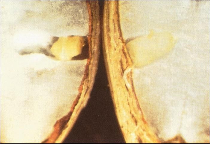 Figure 4. Cross section through viable (right) and non-viable (left) seed of areca palm (Dypsis lutescens). Note shrunken endosperm and embryo in seed on left.