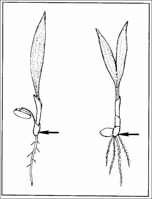 Figure 11. Palm seedlings should not be transplanted more deeply than the point indicated by arrow.