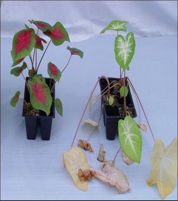 Figure 2. Plant leaf losses on 'Gray Ghost' (right), compared to normal leaf growth on 'Freida Hemple' (left), 13 days after inoculation.