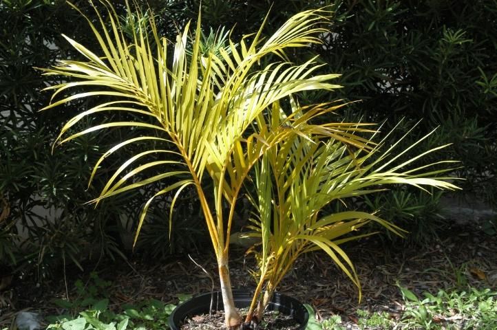 Figure 1. Nitrogen-deficient container-grown Dypsis lutescens (areca palm) showing typical discolored leaflets and golden petioles and leaf bases.