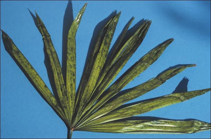 Figure 8. Iron-deficient new leaf of Rhapis excelsa (lady palm) showing green spotting on a chlorotic background.