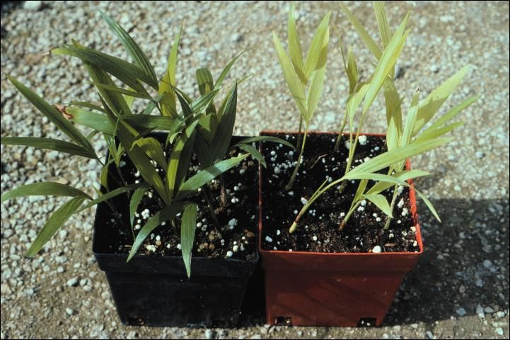 Figure 2. Nitrogen deficiency in Chamaedorea seifrizii (bamboo palm) seedlings on right.