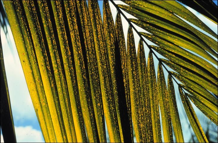 Figure 3. Potassium-deficient older leaf of Dictyosperma alba (hurricane palm) showing translucent yellow-orange spotting.