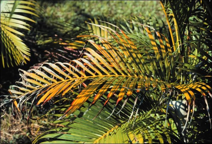 Figure 4. Potassium-deficient older leaf of Dypsis lutescens (areca palm) showing discoloration and marginal and tip necrosis.