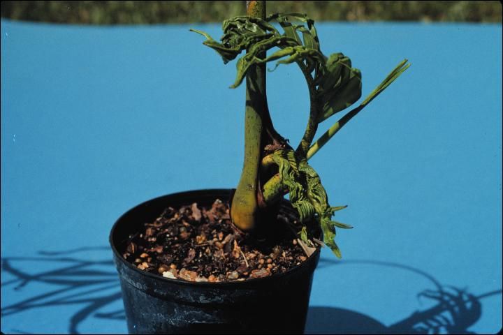 Figure 16. Preemergent herbicide (metolachlor) injury on Dypsis lutescens. Note the production of side shoots.