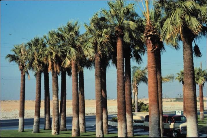 Figure 20. Washingtonia filifera planted at varying depths to achieve a uniform height. Note that at least one palm is dying from deep planting.