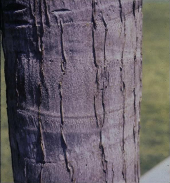 Figure 19. Shriveled trunk of Syagrus romanzoffiana caused by deep planting.