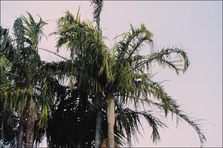 Figure 33. Wind damage on Carpentaria acuminata showing tattered leaflets.