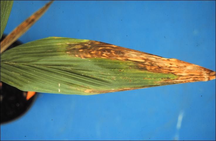 Figure 17. Older leaf of Syagrus romanzoffiana seedling suffering from high soil soluble salts.