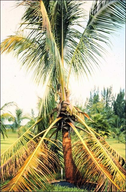 Figure 22. Rapid collapse of Cocos nucifera caused by lightning.