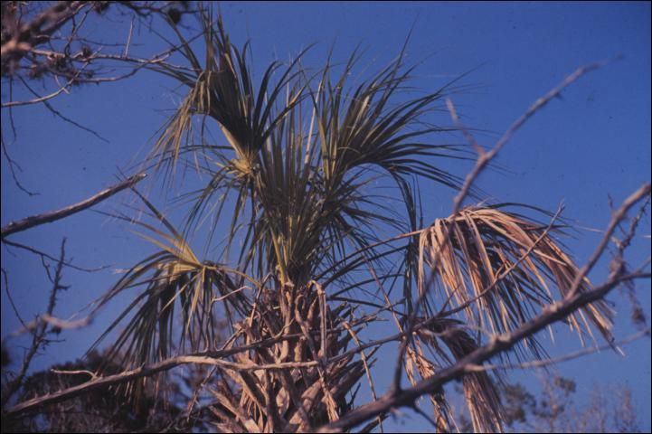Figure 18. Salt injury on Sabal palmetto growing in an area subject to salt water inundation.