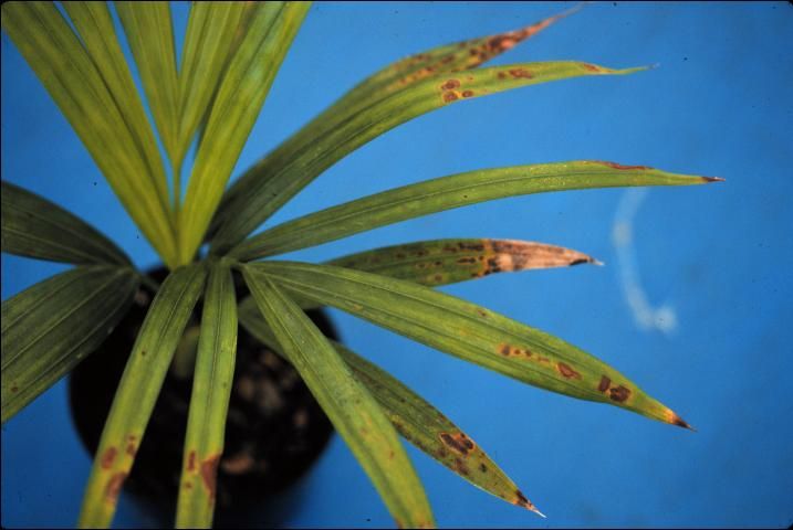 Figure 6. Iron toxicity on Dypsis lutescens (areca palm) seedling showing necrotic spotting on the foliage.