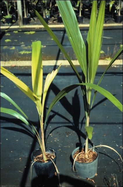 Figure 2. Severe Fe deficiency on Syagrus romanzoffiana seedling on left caused by poorly-aerated degraded potting substrate.